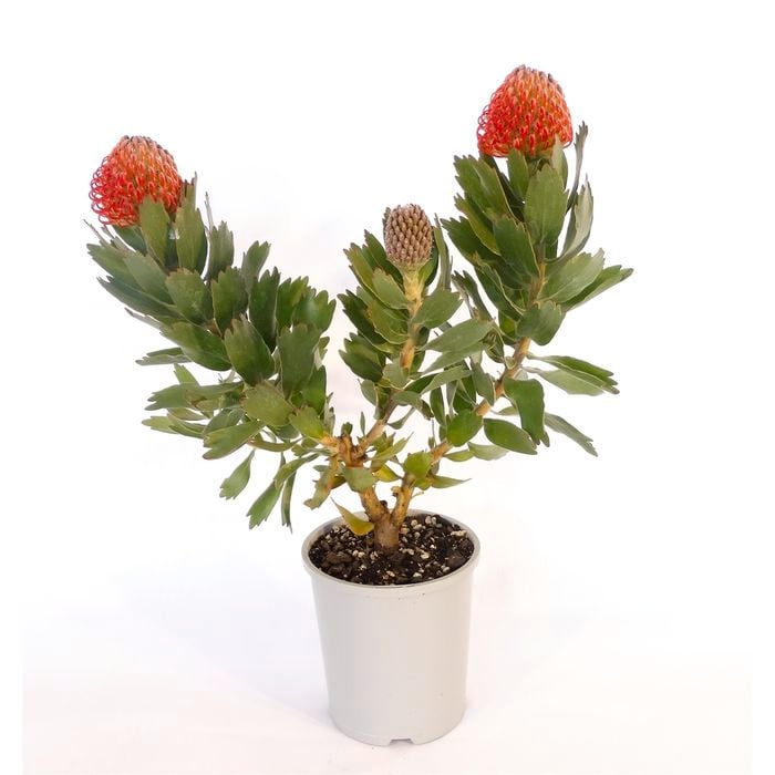 150mm Leucospermum Ayoba Red - Leucospermum cordifolium Patersonii