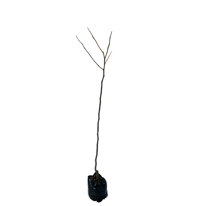 350mm Purple Honey Locust - Gleditsia tri Ruby Lace