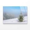 Little Fir Tree  Print 100% Australian Made 90 x 60cm  (Acrylic)