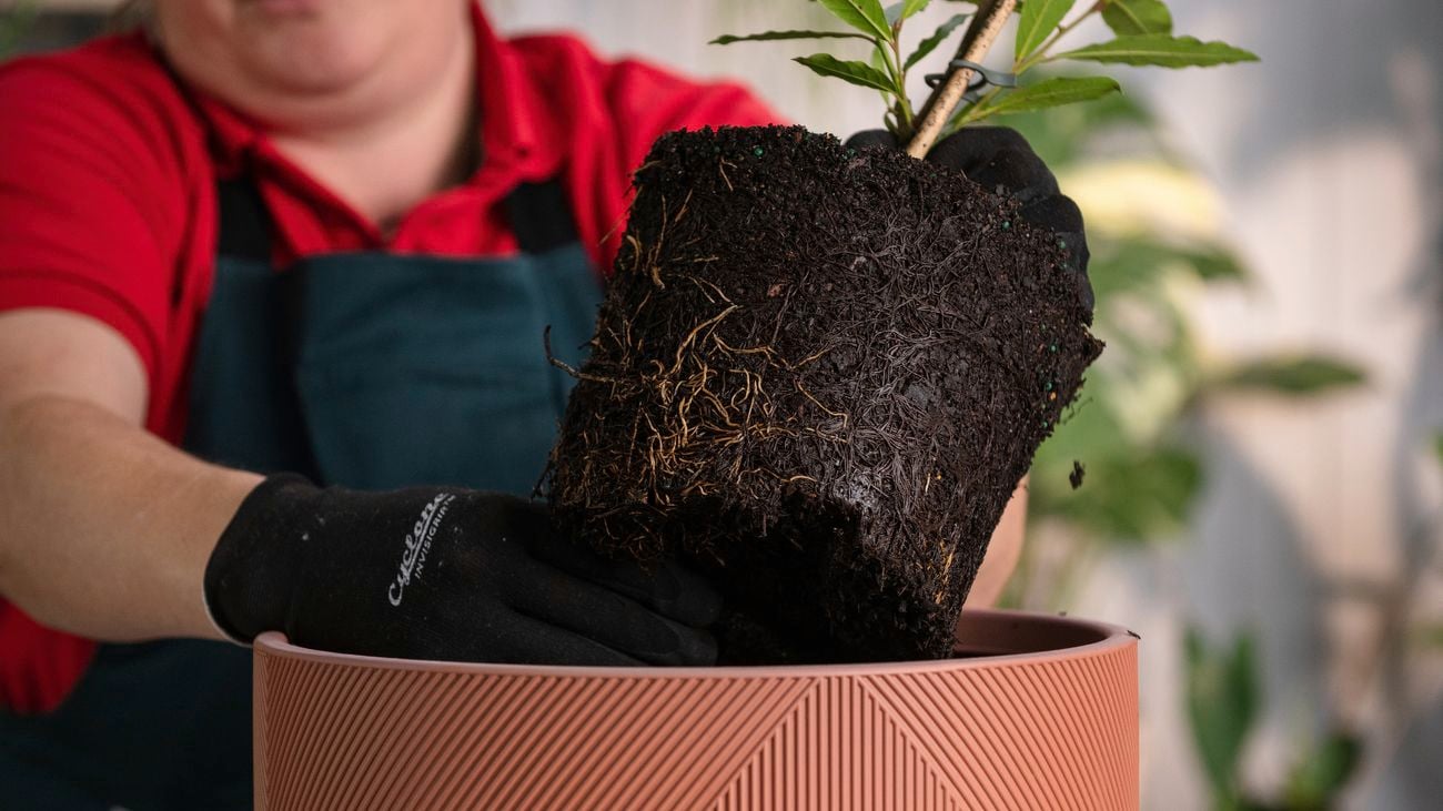 Tips for Bay Trees: spring and summer care