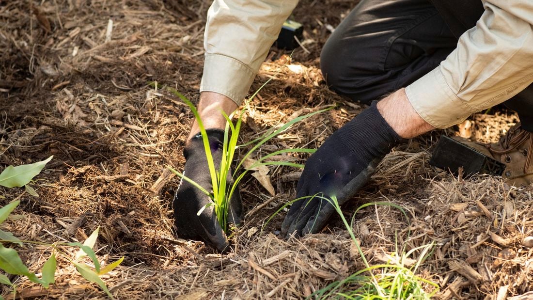 A person plants a tree into the ground