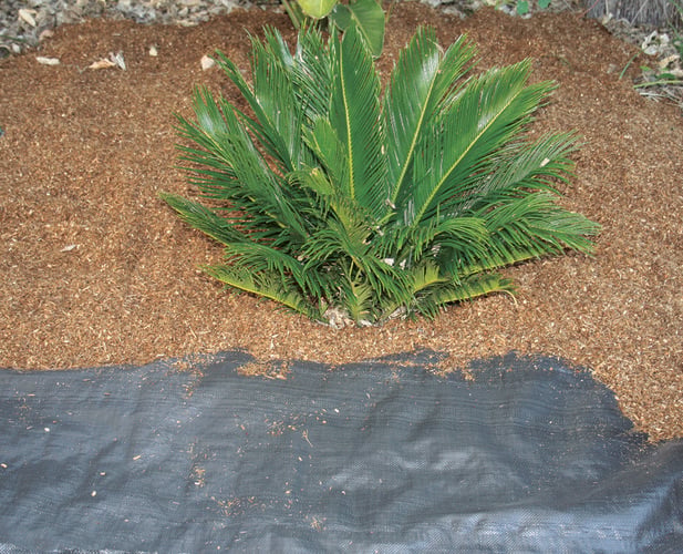 A large tropical plant in pinebark, with a layer of mesh underneath