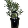 1.9L Sophora Dragons Gold