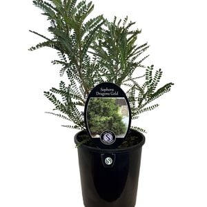 1.9L Sophora Dragons Gold