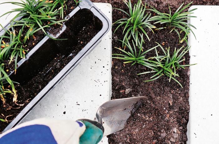 Mondo grass being planted between two pavers