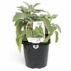 125mm Sage - Salvia officinalis