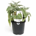 125mm Sage - Salvia officinalis