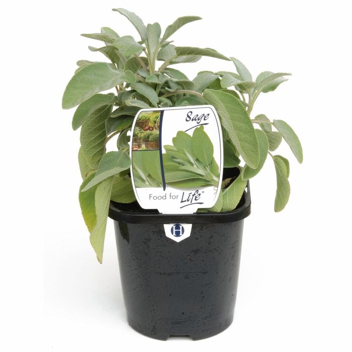 125mm Sage - Salvia officinalis