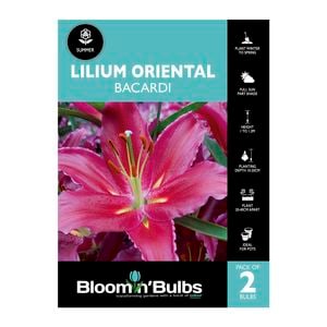 Bloomin Bulbs Lilium Bacardi - 2 Pack
