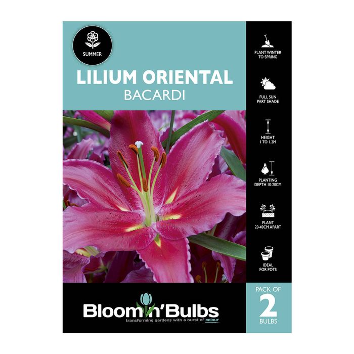 Bloomin Bulbs Lilium Bacardi - 2 Pack