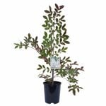140mm Crepe Myrtle - Lagerstroemia indica Fauriei Acoma