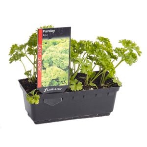 Parsley Afro Punnet - Petroselinum crispum