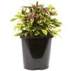 125mm Coleus 'Patio Jewel Range' - Plectranthus scutellarioides