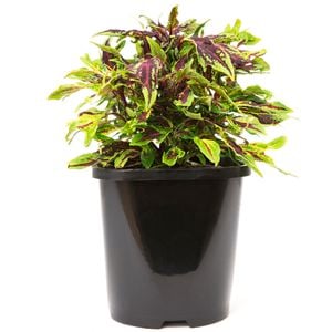 125mm Coleus 'Patio Jewel Range' - Plectranthus scutellarioides