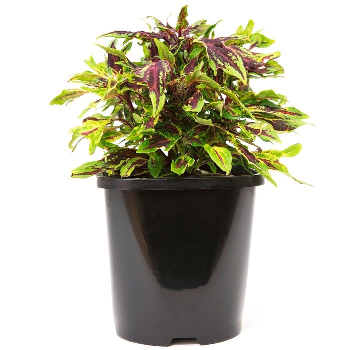 125mm Coleus 'Patio Jewel Range' - Plectranthus scutellarioides