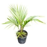 4L Nikau Palm - Rhopalostylis Sapida
