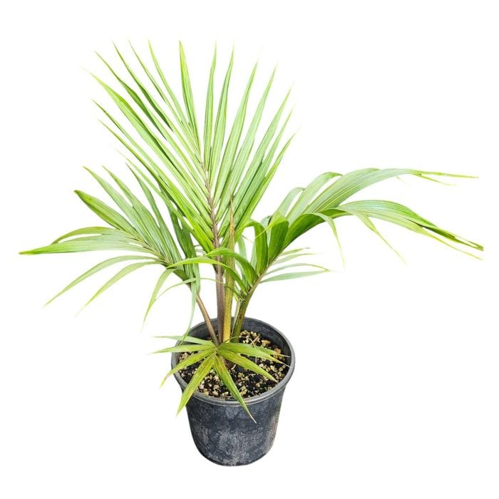4L Nikau Palm - Rhopalostylis Sapida