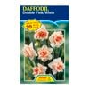 Fiesta Flower Bulbs Daffodil Double Pink / White - 20 Bulbs