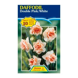 Fiesta Flower Bulbs Daffodil Double Pink / White - 20 Bulbs