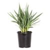 140mm Cassa Blue - Dianella caerulea