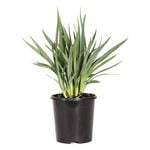 140mm Cassa Blue - Dianella caerulea