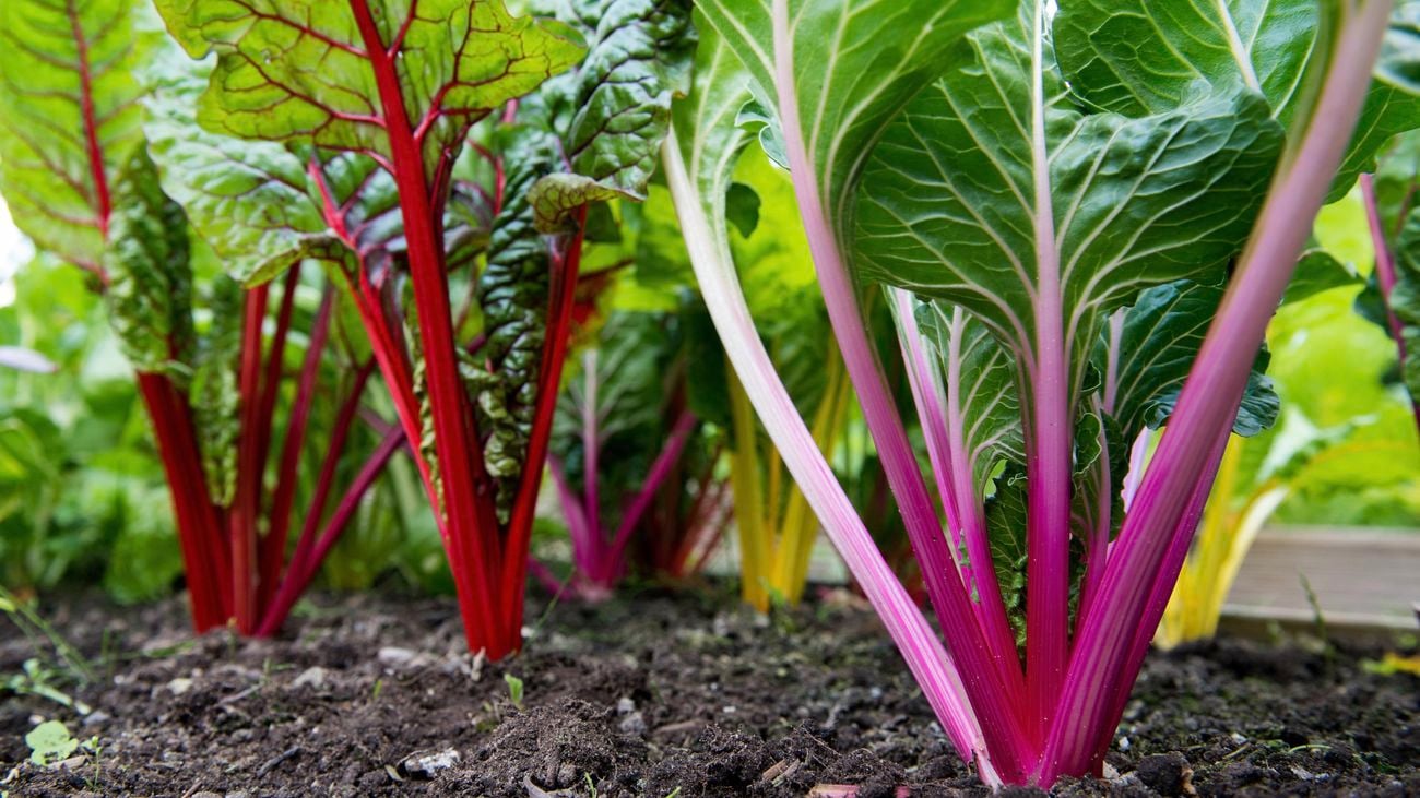 Close up of vibrant colours of stems of rainbow chard grown in a community garden allotment plot