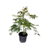 30L Weeping Japanese Maple - Acer palmatum dissectum Viridis