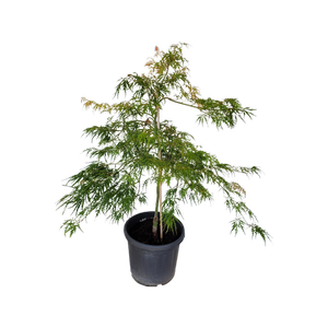 30L Weeping Japanese Maple - Acer palmatum dissectum Viridis