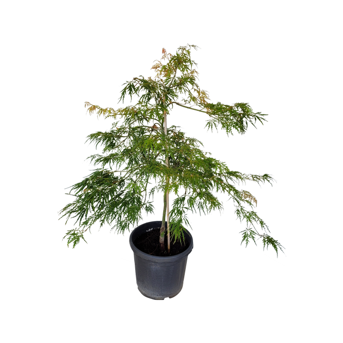 30L Weeping Japanese Maple - Acer palmatum dissectum Viridis