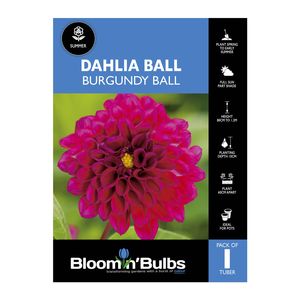 Bloomin Bulbs Dahlia Burgundy Ball - 1 Pack