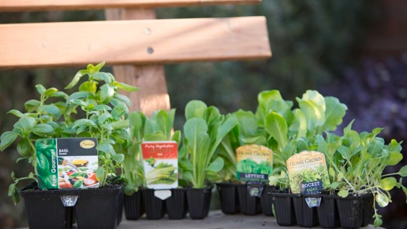 Assorted seedlings that includes basil, lettuce and rocket.