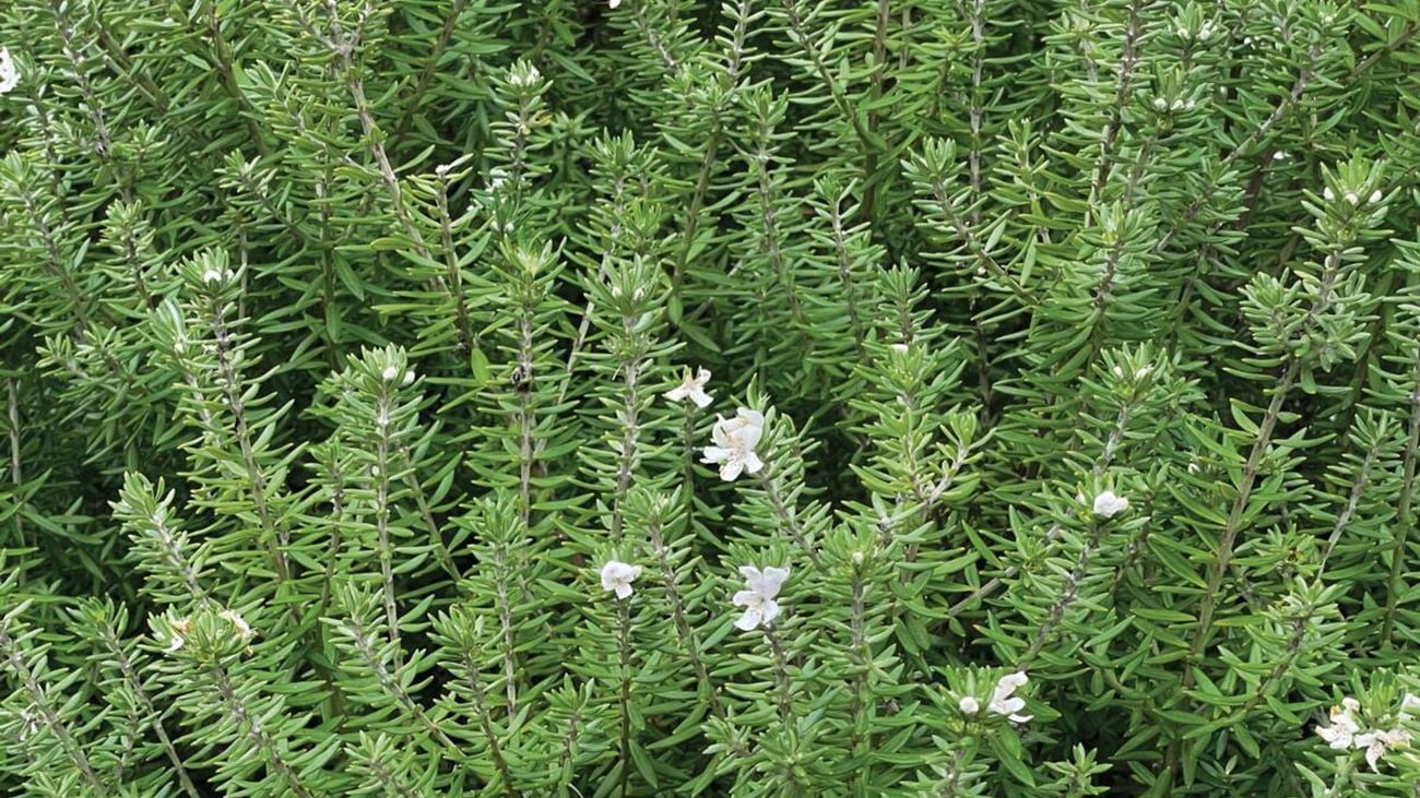 Rosemary bush with white flowers
