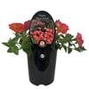 Gardening Solutionz 14cm/1.5L Petunia Mayan Sunset 