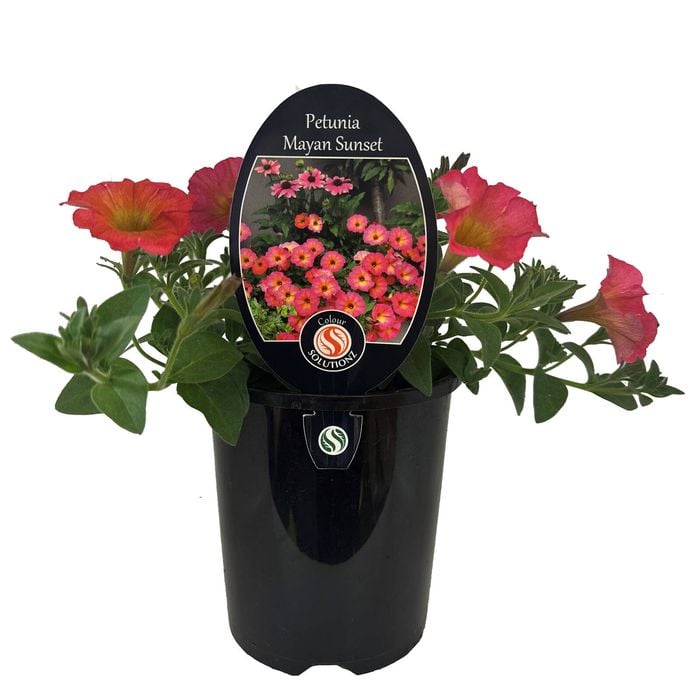 Gardening Solutionz 14cm/1.5L Petunia Mayan Sunset 