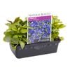Punnet Lobelia Blue Ribbon - Lobelia erinus