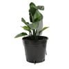 250mm Strelitzia Reginae
