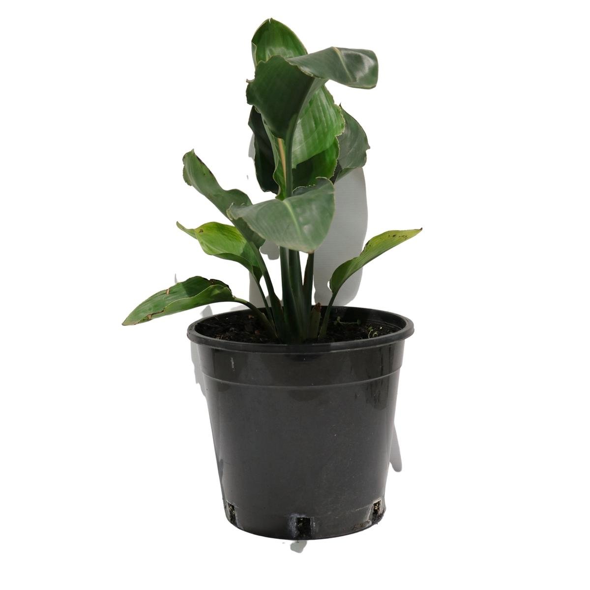 250mm Strelitzia Reginae Bunnings Australia