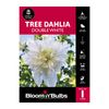 Bloomin Bulbs Tree Dahlia Double White - 1 Pack