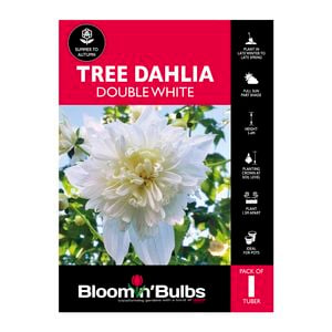 Bloomin Bulbs Tree Dahlia Double White - 1 Pack