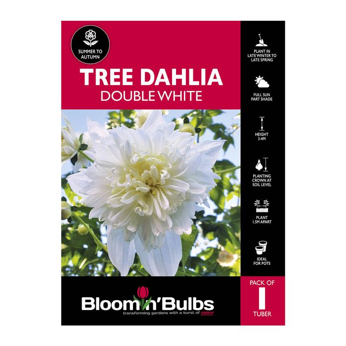 Bloomin Bulbs Tree Dahlia Double White - 1 Pack