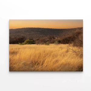Grassland Glows Golden in Namibia  Print 100% Australian Made 75 x 50cm  (Stretched)