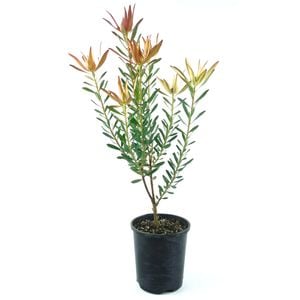 150mm Leucadendron Ambrosia