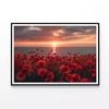 Sunset over a Sea Of Poppies  Print 100% Australian Made 120x90cm  (Poster)