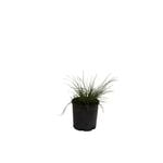 140mm Lomandra Misty Green - Lomandra longifolia