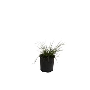 140mm Lomandra Misty Green - Lomandra longifolia
