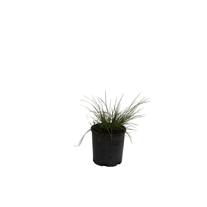 140mm Lomandra Misty Green - Lomandra longifolia