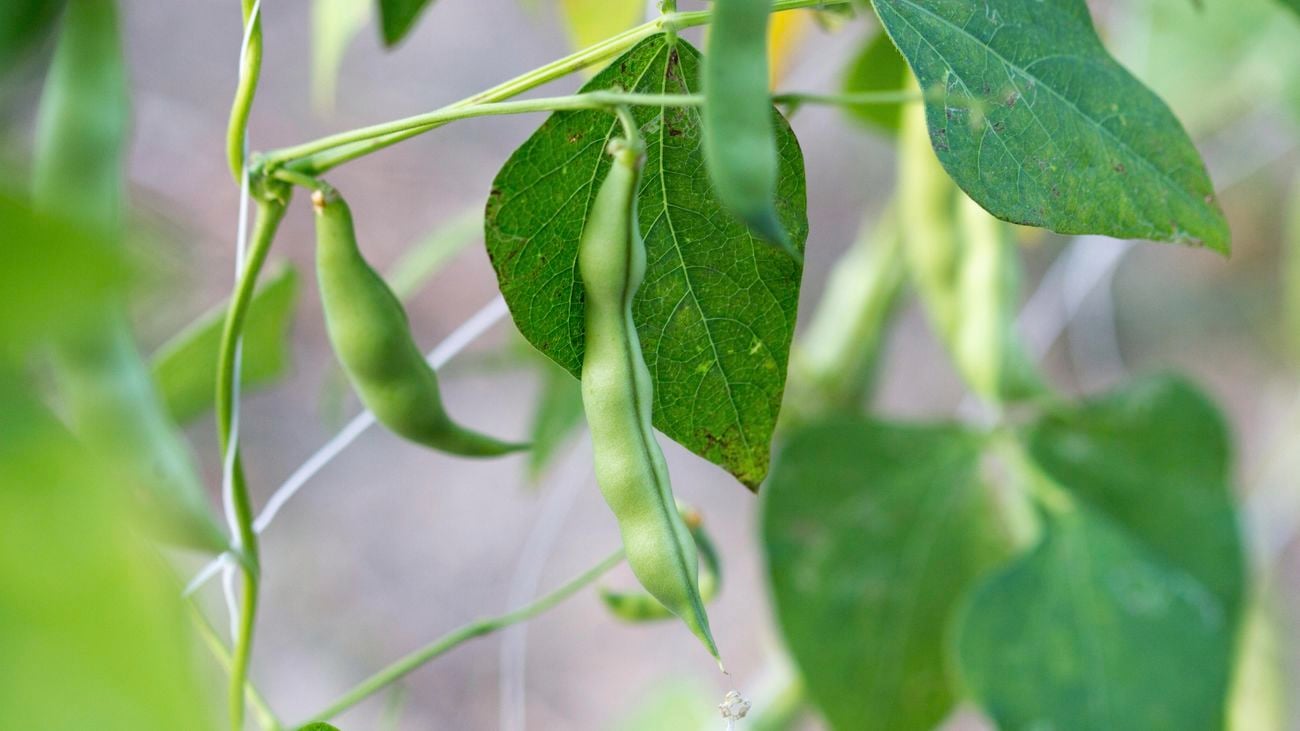Green pods growing in a summer garden