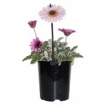 140mm  Arctotis Silver Pink - Arctotis hybrid