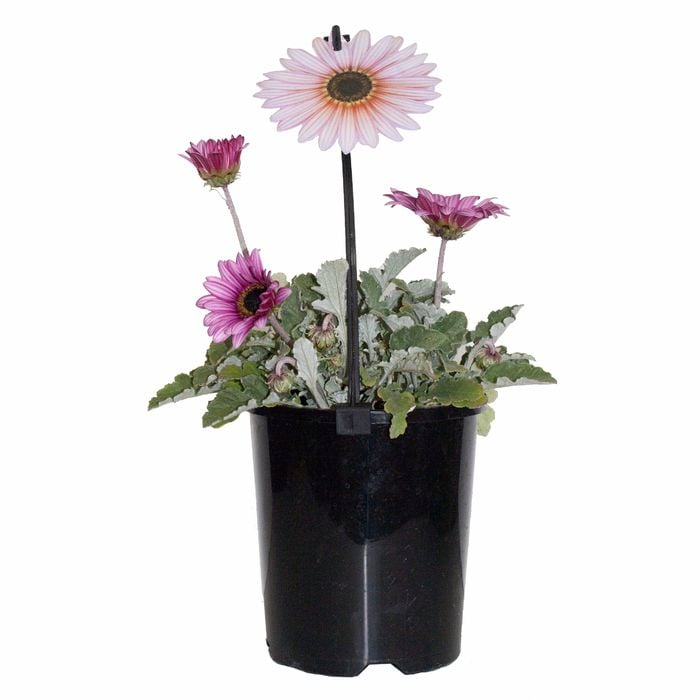 140mm  Arctotis Silver Pink - Arctotis hybrid