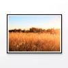 Foxtail Grass Field  Print 100% Australian Made 120x90cm  (Poster)